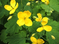 راهنمای کامل استفاده از گیاه مامیران (Chelidonium majus) در طب سنتی